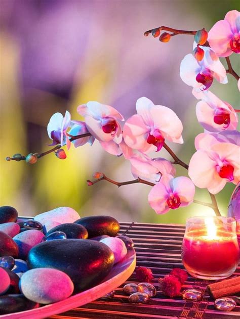 Orchids Candle Stones Medidation Relaxing Orchid Stones Bamboo Hd