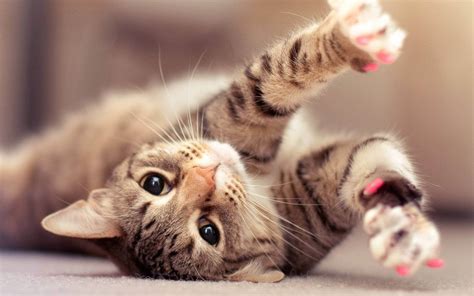 Find kitten pictures and kitten photos on desktop nexus. hd-cute-cat-wallpaper - Baldivis Vet Hospital