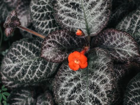 Episcia Flame Violet Houseplants How To Grow A Flame Violet Plant