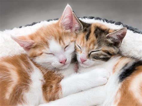 Two Cute Kittens In A Fluffy White Bed Stock Photo Image