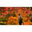 Fall Foliage 2020 Leaves Colors Still Vibrant Despite Cold Weather