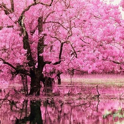 Primavera rosa peach fiore albero con uccelli muro decalcomania e023 dimensioni: Primavera a Tokyo, meraviglioso!! #art#primavera#rosa# ...