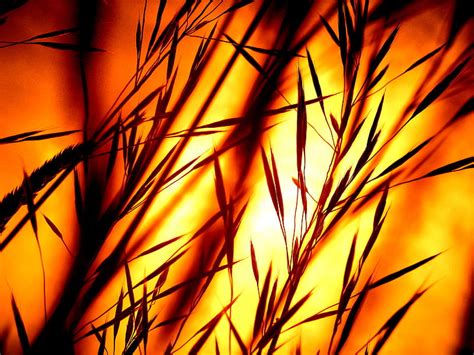 Blades Of Grass Grass Nature Sunset Hd Wallpaper Peakpx