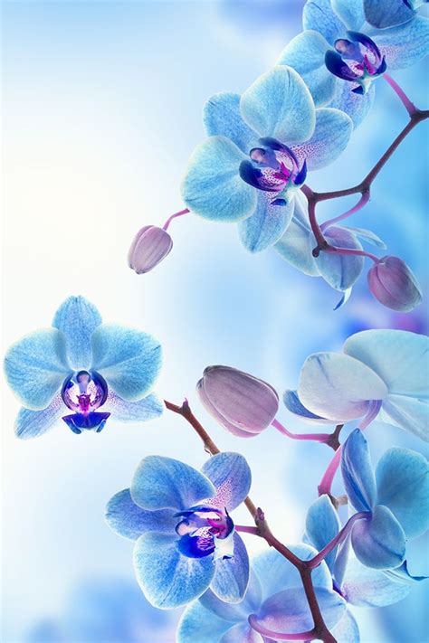 Blue Orchids Wallpaper Ipad Wallpaper Watercolor Orchid Wallpaper