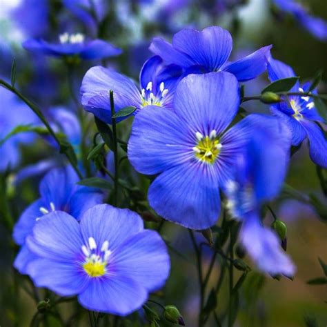 Appar Blue Flax Linum Flower Garden Plans High Country Gardens