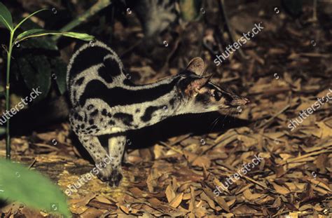 Owstons Palm Civet Chrotogale Owstoni Captive Editorial Stock Photo