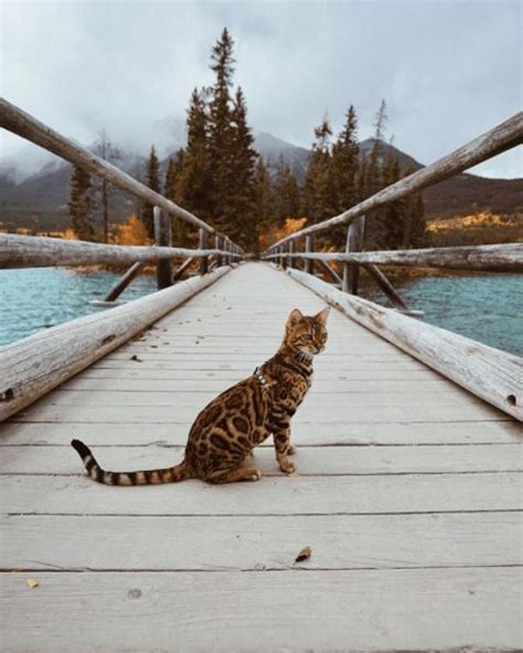 These Breathtaking Photos Of Suki The Adventurous Bengal Cat Will