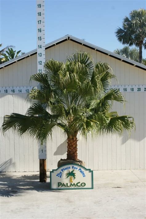 Chinese Fan Palm Livistona Chinensis Palmco Wholesale Palms Florida