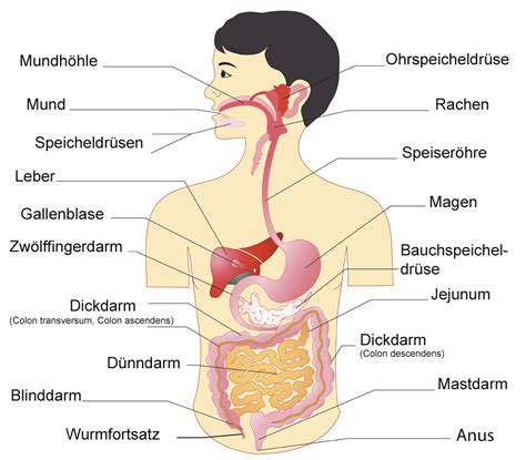 Die luftröhre verläuft irgendwann als bronchien in die. deutsch körper - Recherche Google | Verdauungssystem ...