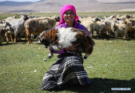 Herdsmen Shear Goats In Xigaze Sw Chinas Tibet Vtibet