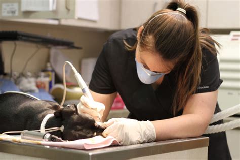 Veterinary Technician Specialties Dental Technicians Become A Vet Tech