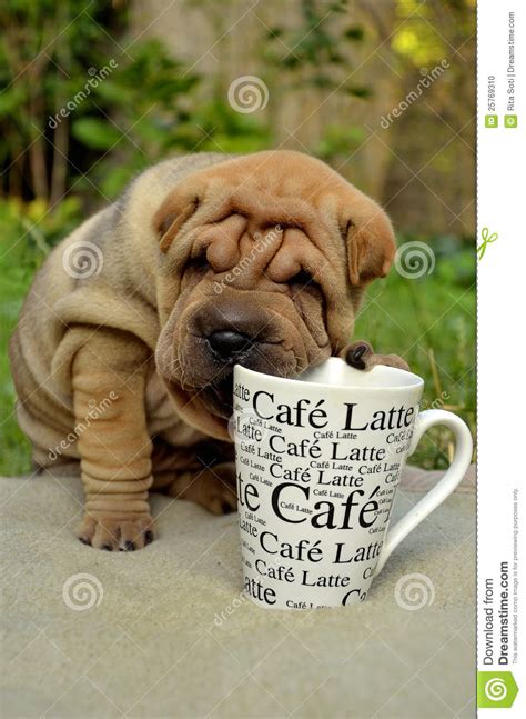 Sharpei Puppy With Coffee Cup Stock Photo Image Of Breed White 25769310