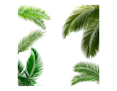 Free Palm Tree Leaf Png Download Free Palm Tree Leaf Png Png Images Free ClipArts On Clipart