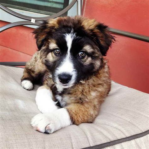 Purchase your mini australian shepherd puppy today and start enjoying your energetic, intelligent. Australian Shepherd German Shepherd Mix Puppies For Sale ...