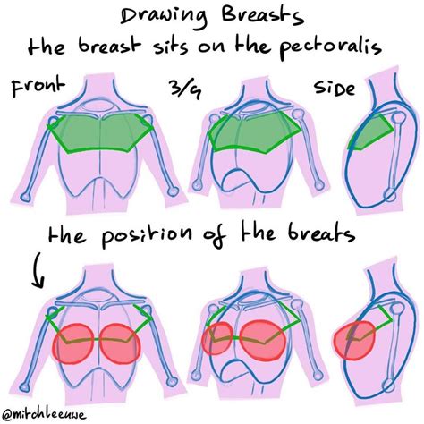 Mitch Leeuwe On Instagram “drawing Breasts These Steps Helped Me