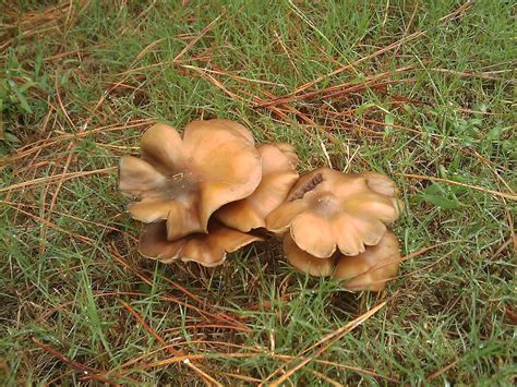 Rainy Georgia Mushroom Pics~ Mushroom Hunting And Identification