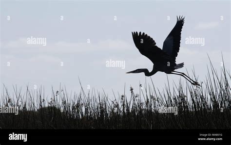 Silhouette Of A Great Blue Heron Flying Over Lake Hamilton Stock Photo
