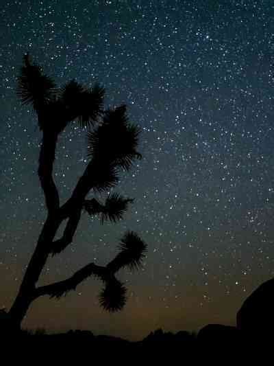 Stargazing In Joshua Tree National Park
