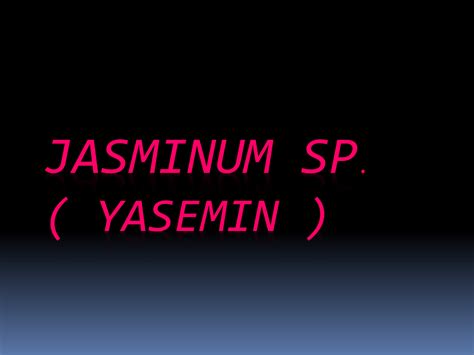 Jasminum polyanthum ( Çin yasemini )