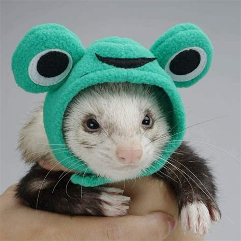 Halloween Ferret Costume Hats Ferret Lovers