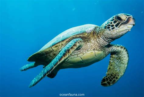 How Fast Can A Sea Turtle Swim Discover Fastest Swimming Sea Turtle