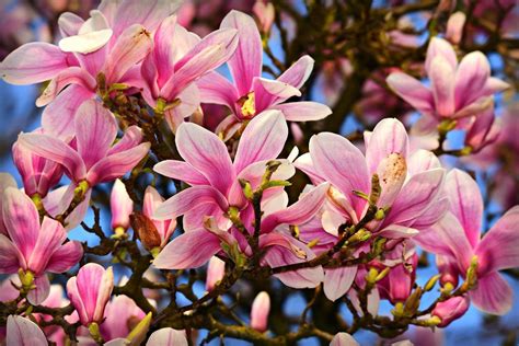 7 Types Of Magnolia Trees That Are Perfect For Your Yard Magnolia