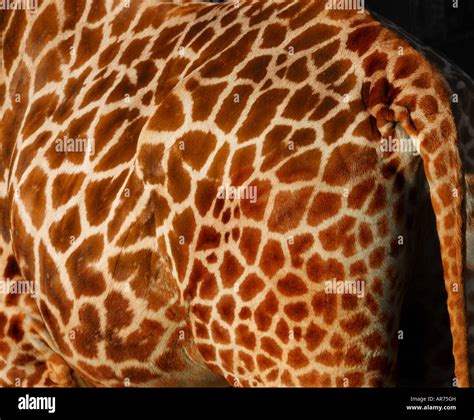 Giraffe Tail Hi Res Stock Photography And Images Alamy