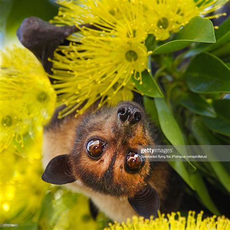 Spectacled Flying Fox High Res Stock Photo Getty Images