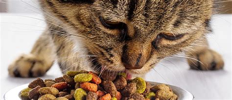 Like certain other insects, cockroaches are omnivorous creatures, happily eating both plant and animal matter. What Do Cats Eat? The Answer May Surprise You - Care.com