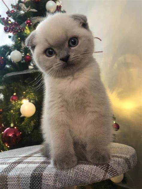 Scottish Fold Animali Gatti Acchiappasogni