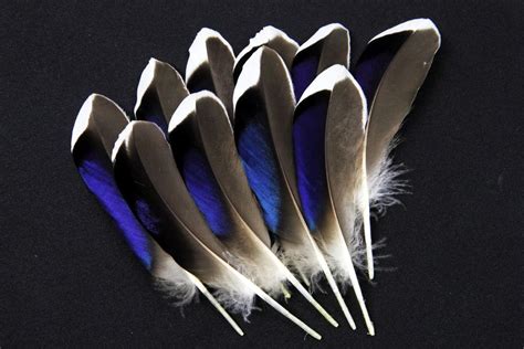 Stunning Natural Mallard Duck Feathers Feather Mallard Duck Feather