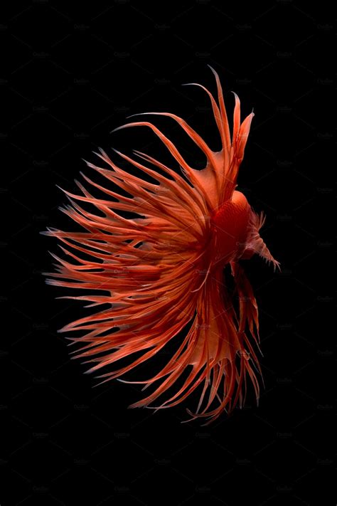 The global community for designers and creative professionals. Crowntail Betta fish | High-Quality Animal Stock Photos ...