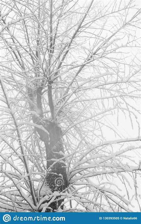 Natural Black And White Winter Background Of Snow Covered Wood On White