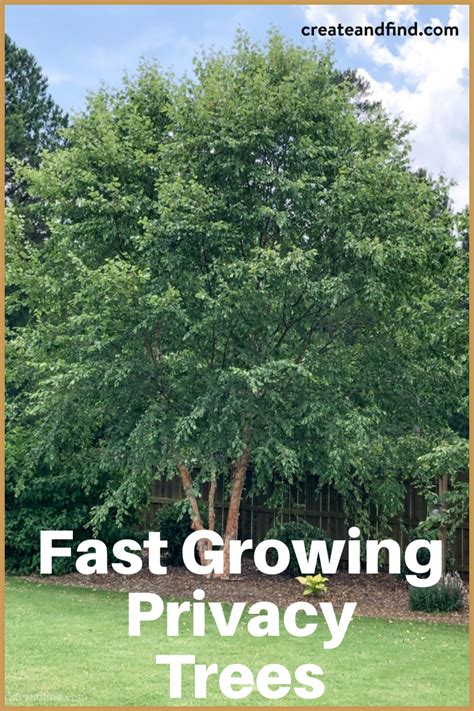 These Fast Growing Trees Will Give You Privacy And Shade In No Time