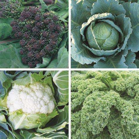 Winter Greens Brassica Plant Collectiond T Brown Vegetable Plants