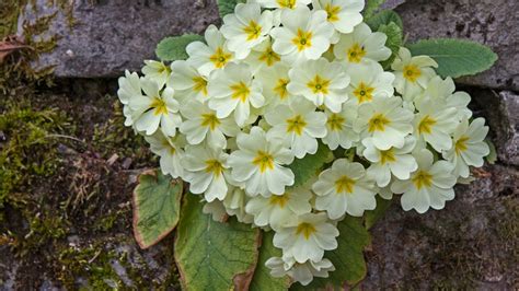 18 Types Of Primrose Flowers 5 Is So Beautiful