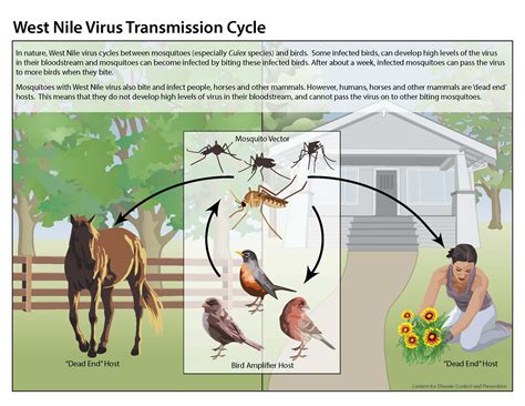 West nile virus, virus in the family flaviviridae, related to viruses that can cause yellow fever, dengue, and encephalitis. West Nile virus & Mosquitoes