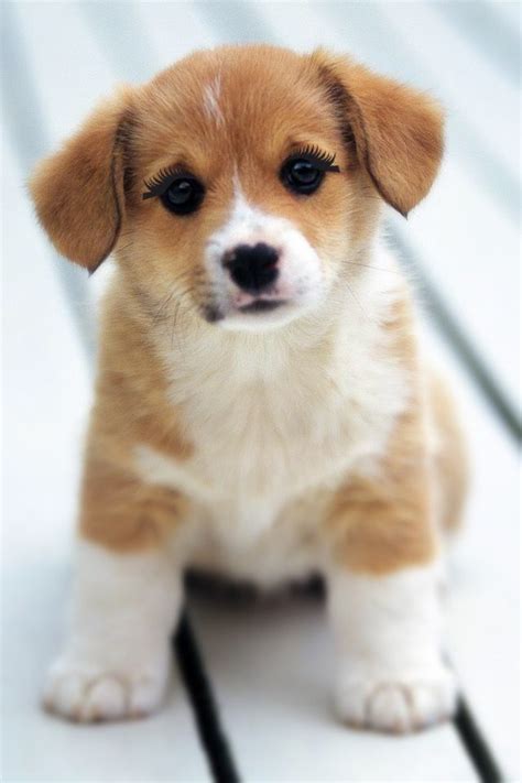 Look At That Little Puppy Cute Puppy Wallpaper Cute Baby Puppies