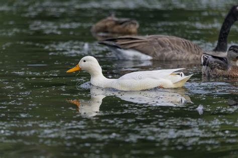 The Rare White Mallard Duck Stock Photo Image Of Lake Animal 229015140