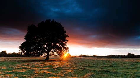 Wallpaper Lonely Tree Sunset Clouds Grass 2560x1600 Hd Picture Image