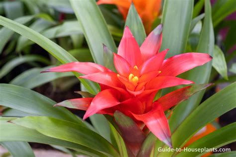 Exotic Hawaiian Flowers As House Plants