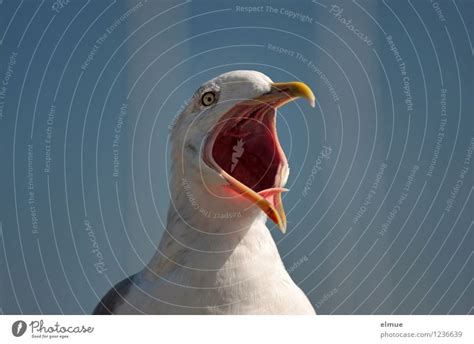 The Scream Bird Seagull A Royalty Free Stock Photo From Photocase