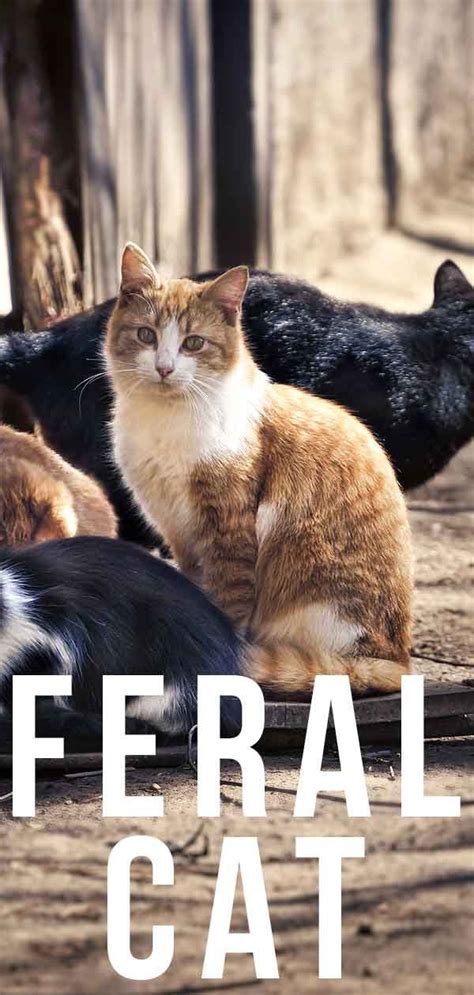 Feral Cat Your Guide To The Cats That Fear People Cat Facts Feral