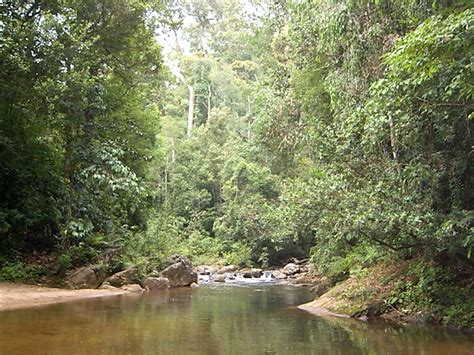 Sri Lanka Lowland Rainforests One Earth