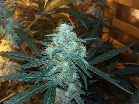 I can use every word in the largest dictionary to describe how good this game is but none of those words will work, for two people, you two made a perfect puzzle. White Diesel Haze Automatic (de White Label) :: Info de ...