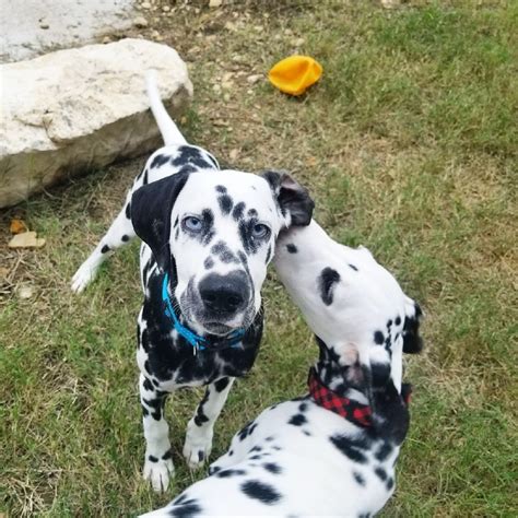 33 Dalmatian Puppies For Sale Texas Picture Bleumoonproductions