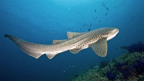 Leopard Shark Drawing Division Of Global Affairs