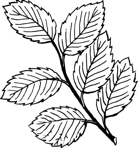 Maybe you would like to learn more about one of these? Free Printable Leaf Coloring Pages For Kids