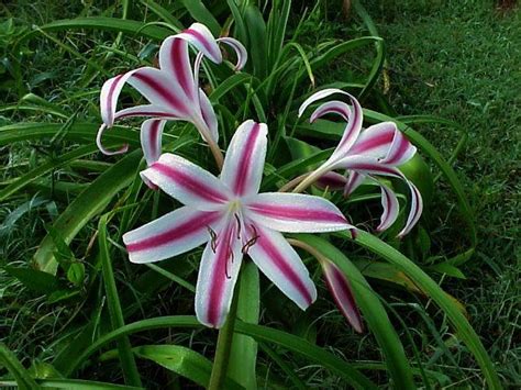 Photo Of The Bloom Of Crinum Lily Crinum Stars And Stripes Posted