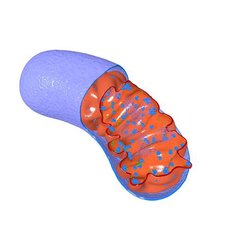 3d Mitochondrion Cells